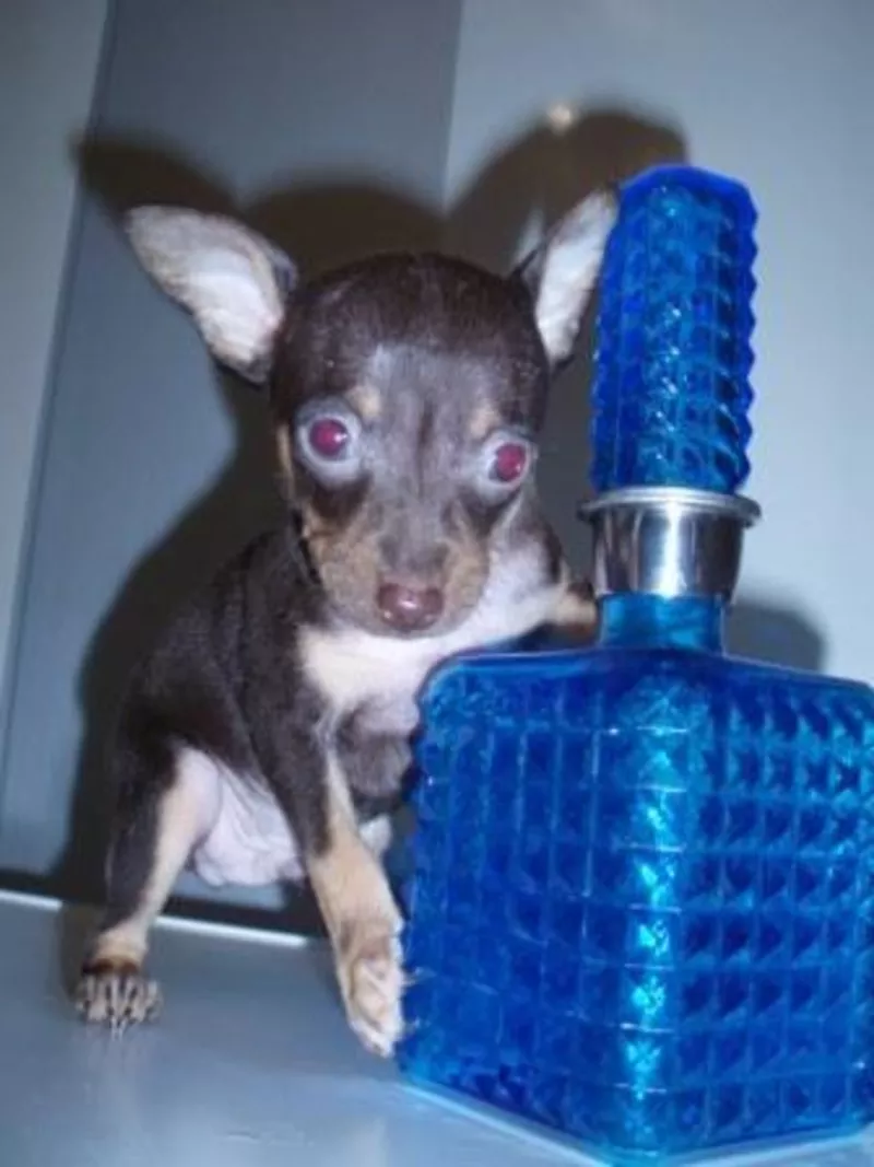 Продаю щенков тей-тарьера