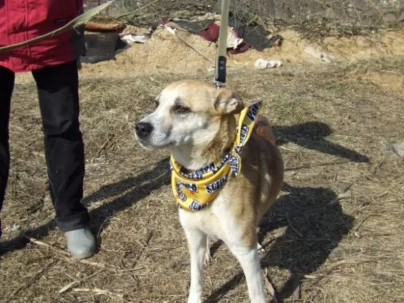  Предыдущая 1 из 2 Следующая [+]  Челобачка Амира