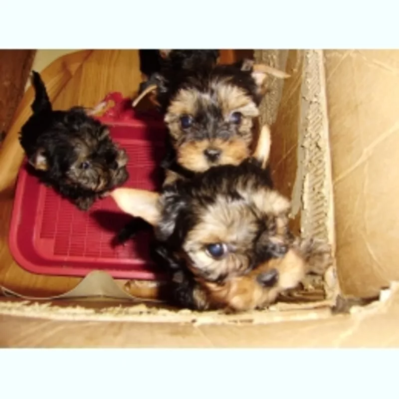 Йоркширский терьер