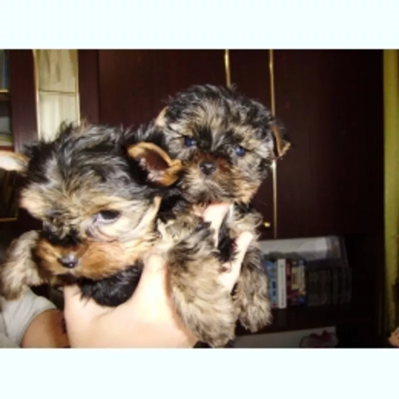 Йоркширский терьер 2