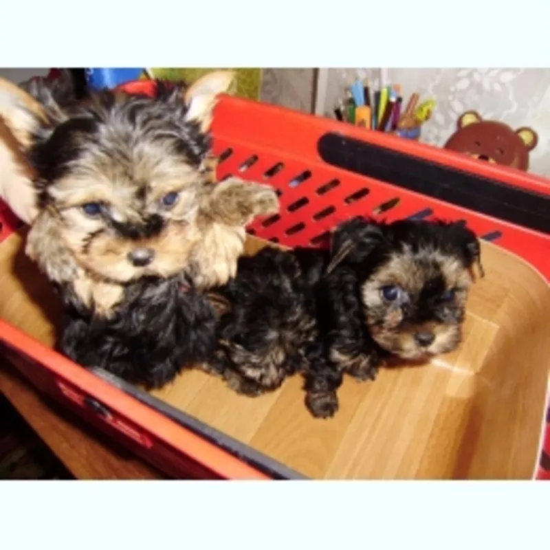 Йоркширский терьер 3