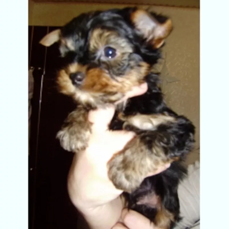 Йоркширский терьер 4