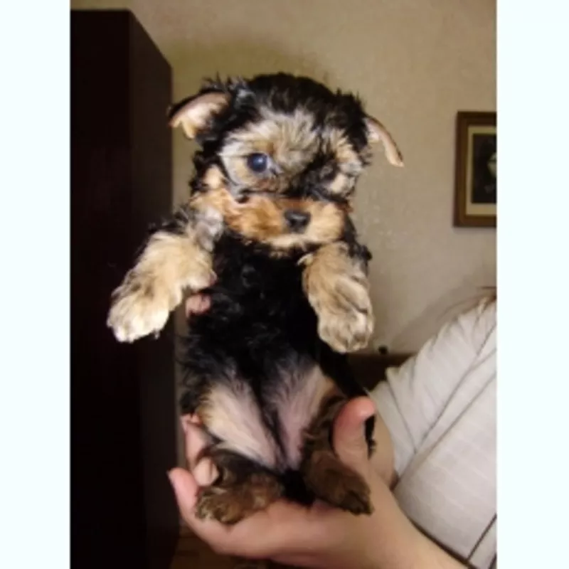 Йоркширский терьер 5