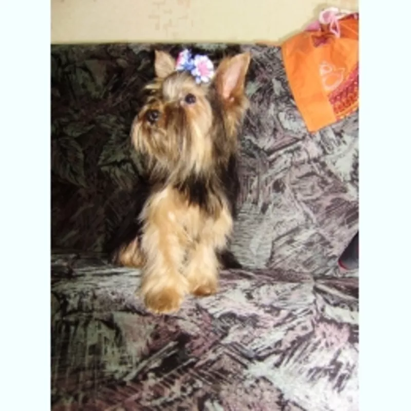 Йоркширский терьер 6