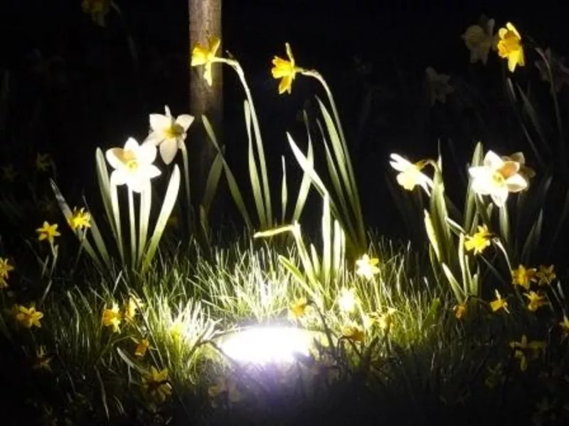 Ландшафтный дизайн, электромонтажные работы и освещение