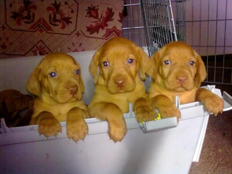 Предлагаются щенки Венгерской легавой