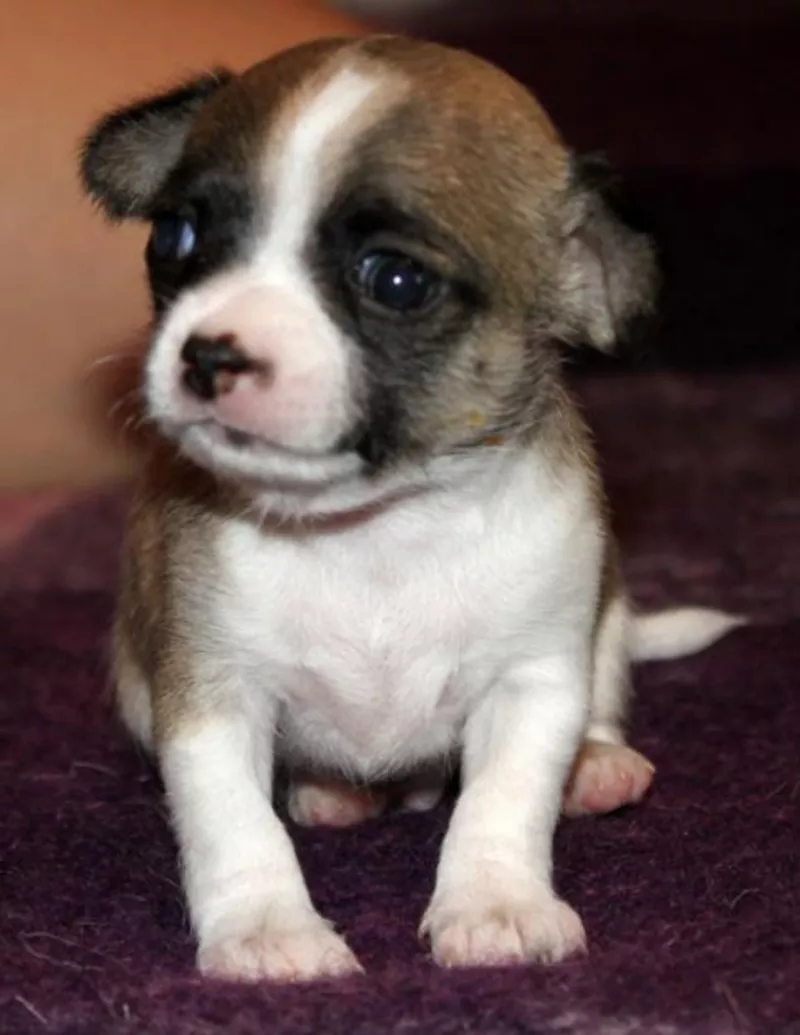 Продаются чихуахуа 