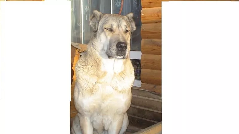 Азиатов щенки продаются