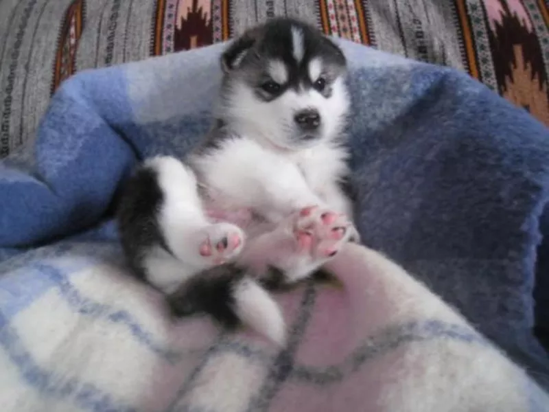 Продаются щенки хаски.