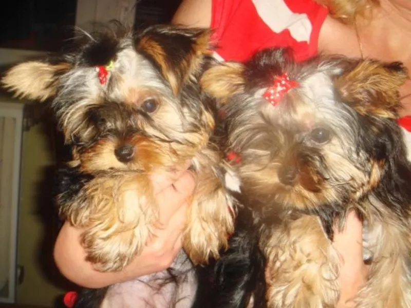 Продаются забавные и веселые крошки-йорки.