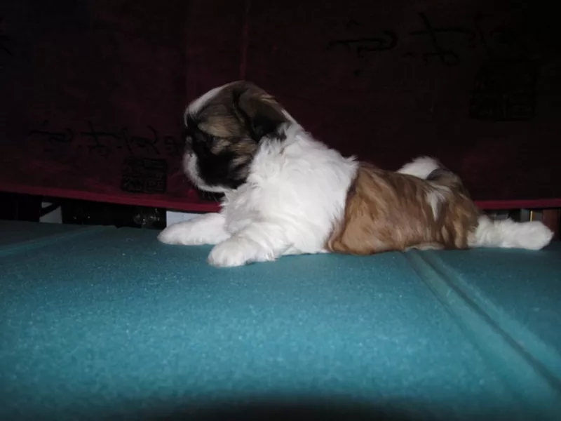 щенки ши-тцу от интернационального чемпиона.