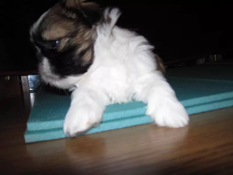 щенки ши-тцу от интернационального чемпиона. 2