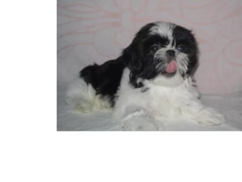 Щенки Ши - тцу. Элитные щенки