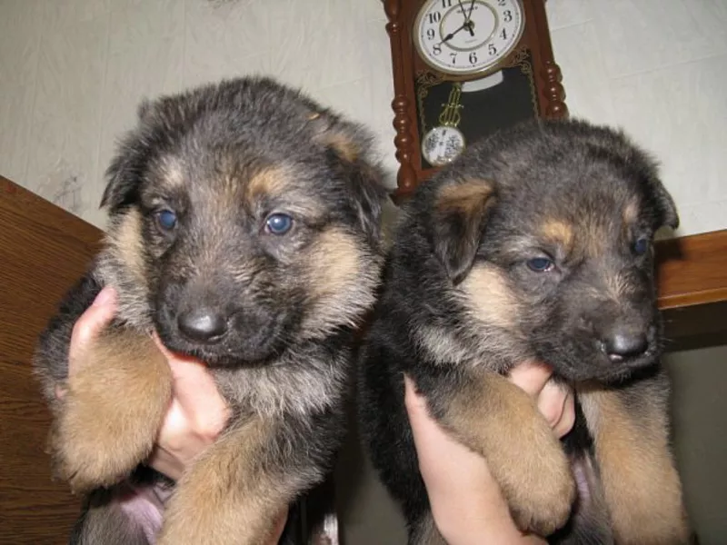 Щенки немецкой овчарки с родословной