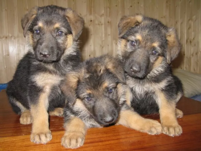 Щенки немецкой овчарки с родословной 2