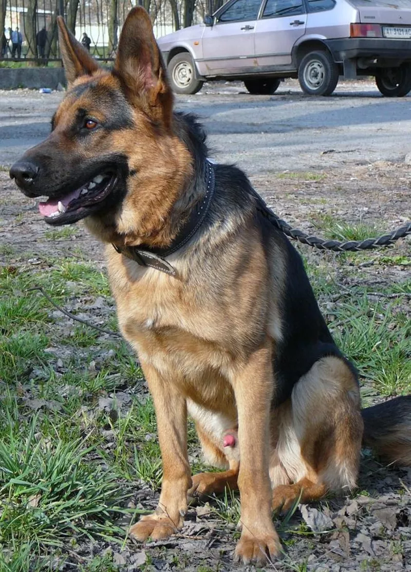 Щенки немецкой овчарки с родословной 3