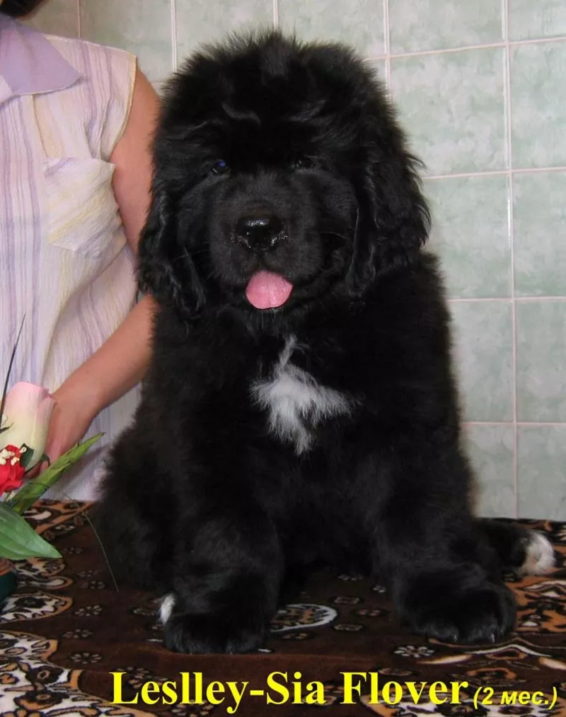 Щенки ньюфаундленда шоу класса в Харькове