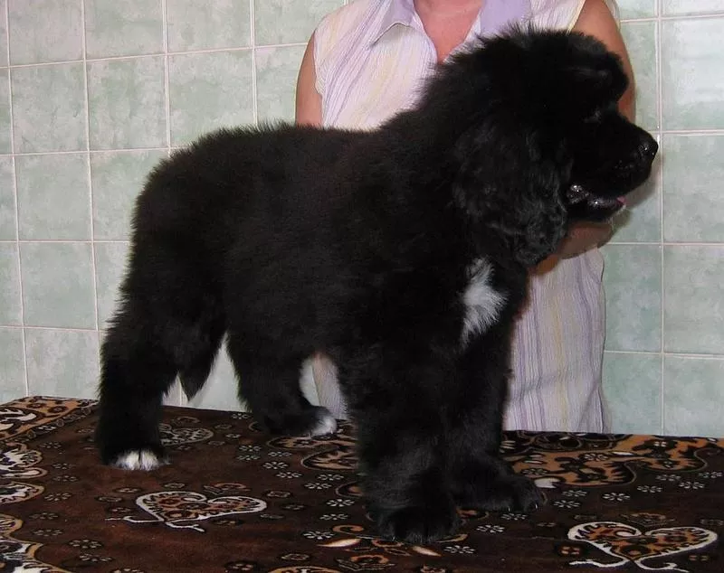 Щенки ньюфаундленда шоу класса в Харькове 2