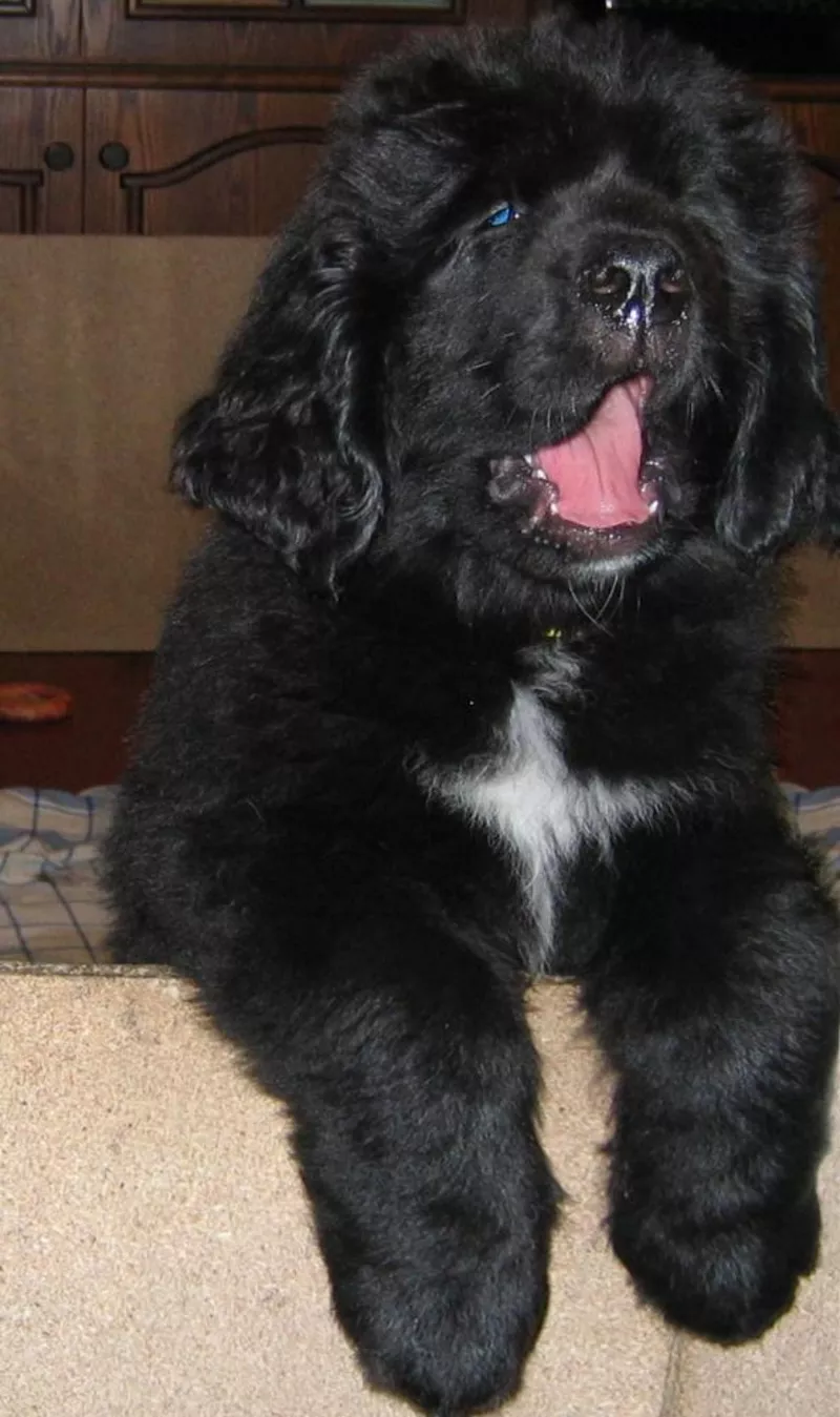 Щенки ньюфаундленда шоу класса в Харькове 3