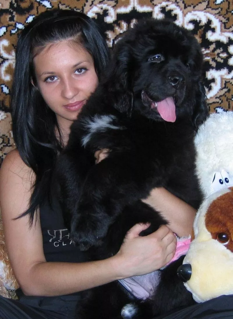 Щенки ньюфаундленда шоу класса в Харькове 4