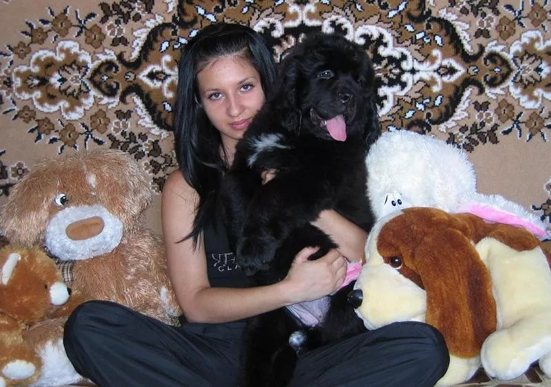 Щенки ньюфаундленда шоу класса в Харькове 5