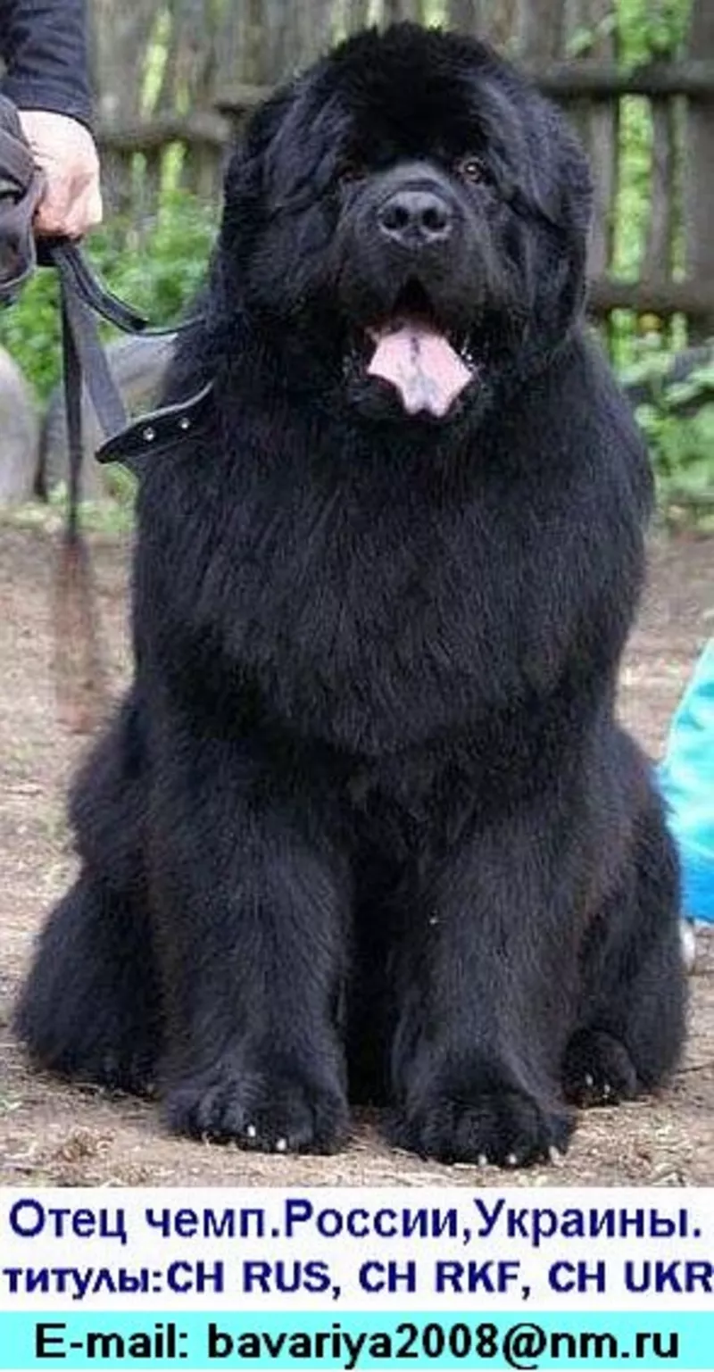 Щенки ньюфаундленда шоу класса в Харькове 6