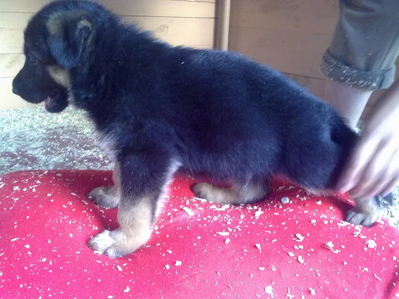 Щенки немецкой овчарки от титулованных родителей, с документами КСУ.