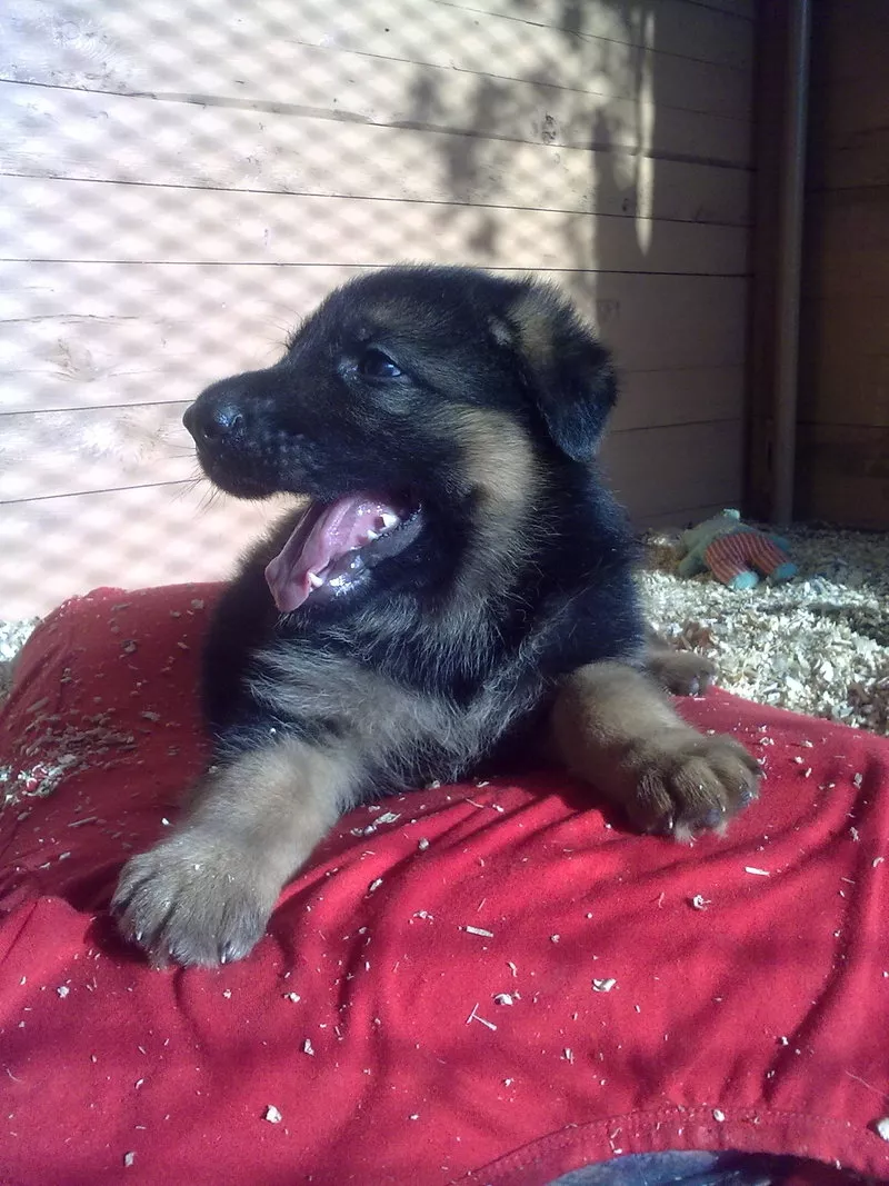 Щенки немецкой овчарки от титулованных родителей, с документами КСУ. 2