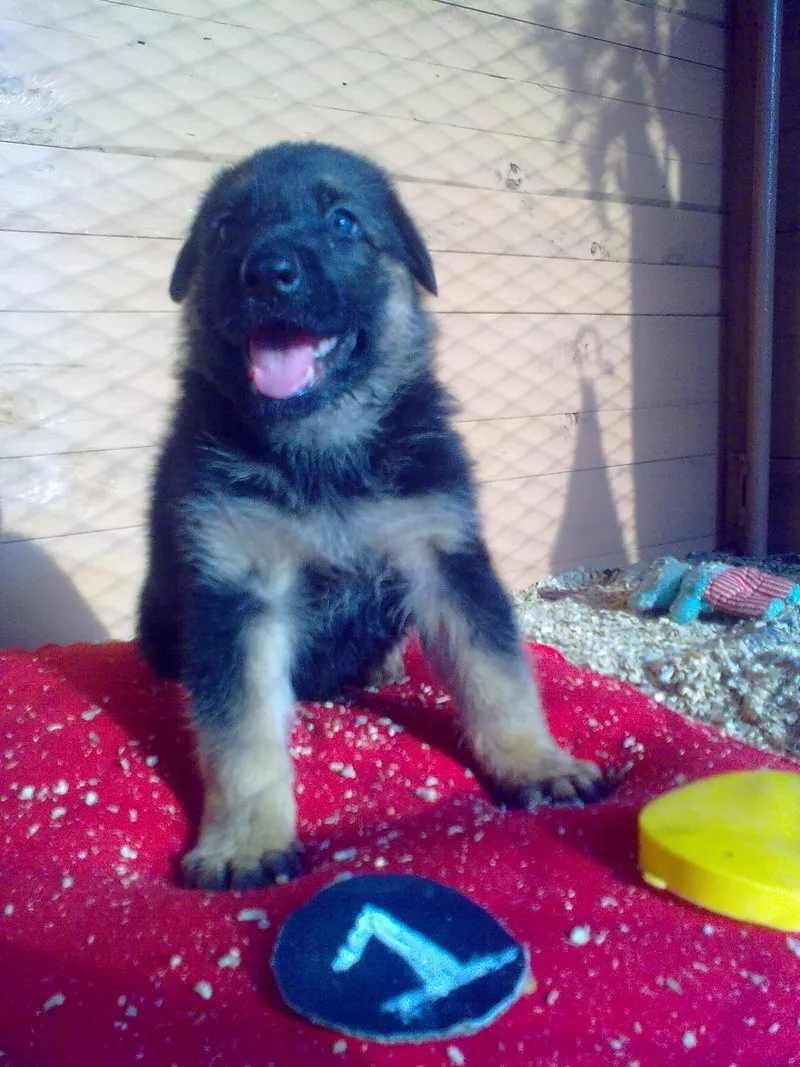Щенки немецкой овчарки от титулованных родителей, с документами КСУ. 3