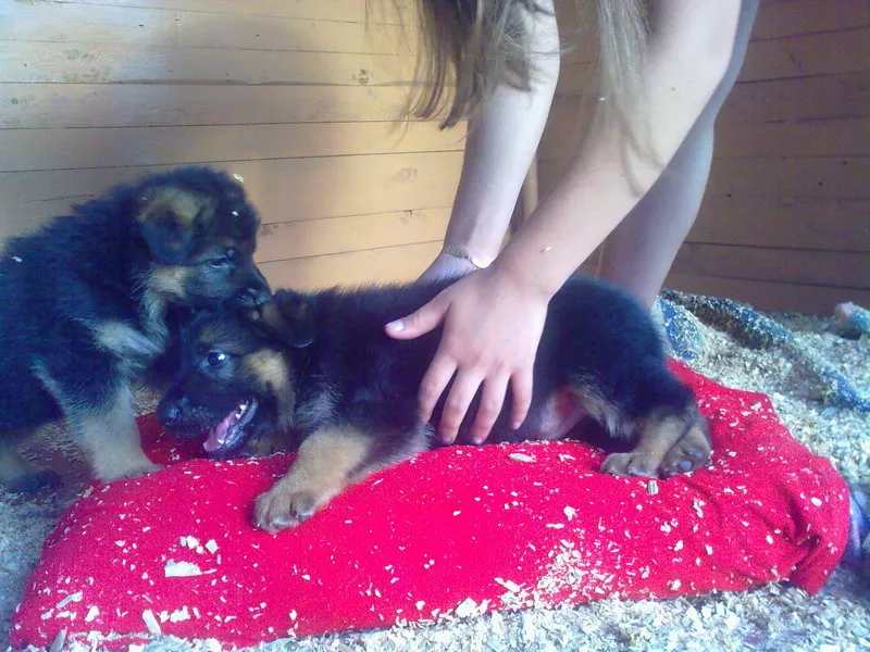 Щенки немецкой овчарки от титулованных родителей, с документами КСУ. 4