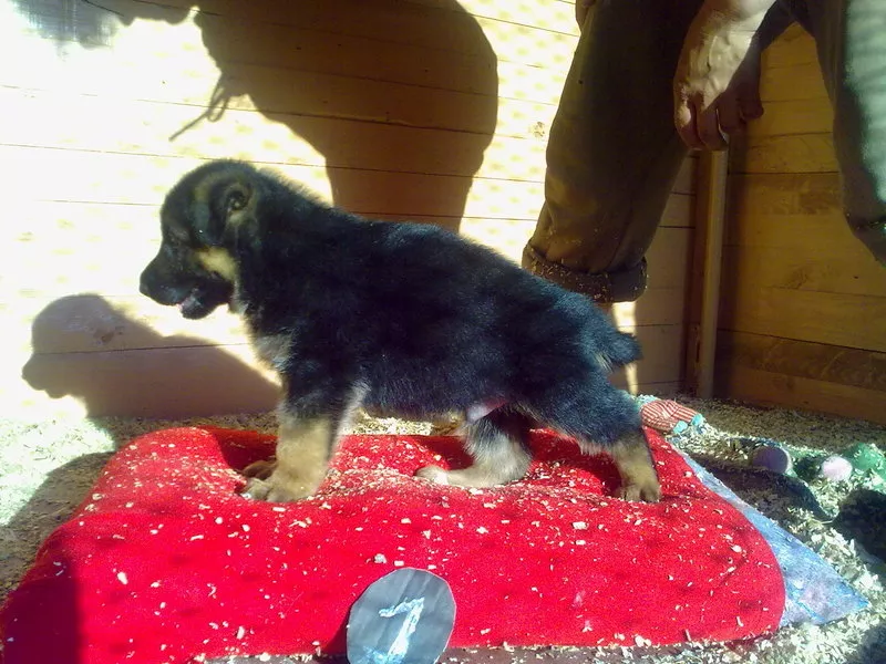 Щенки немецкой овчарки от титулованных родителей, с документами КСУ. 5