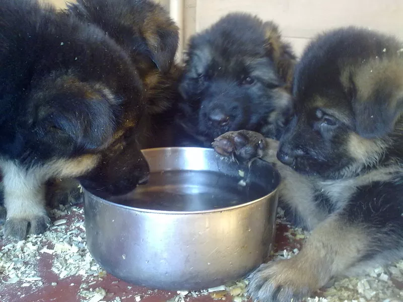 Щенки немецкой овчарки от титулованных родителей, с документами КСУ. 6