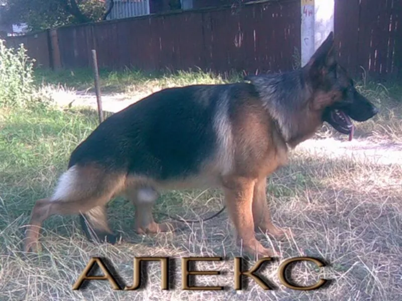Щенки немецкой овчарки от титулованных родителей, с документами КСУ. 7