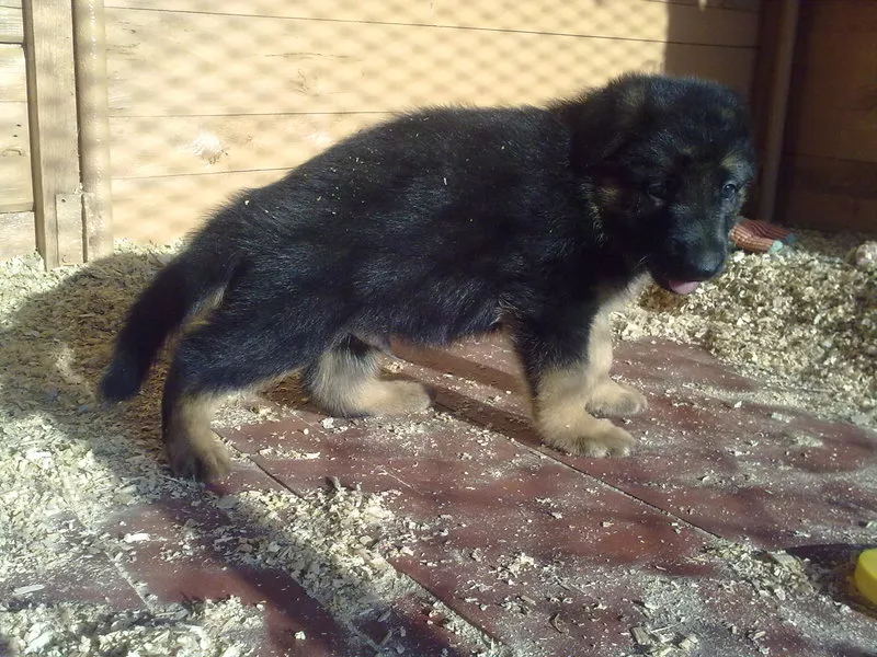 Щенки немецкой овчарки от титулованных родителей, с документами КСУ. 8