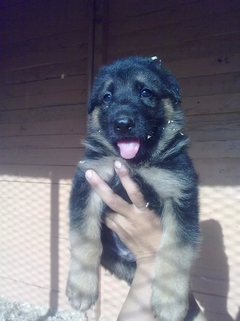 Щенки немецкой овчарки от титулованных родителей, с документами КСУ. 9