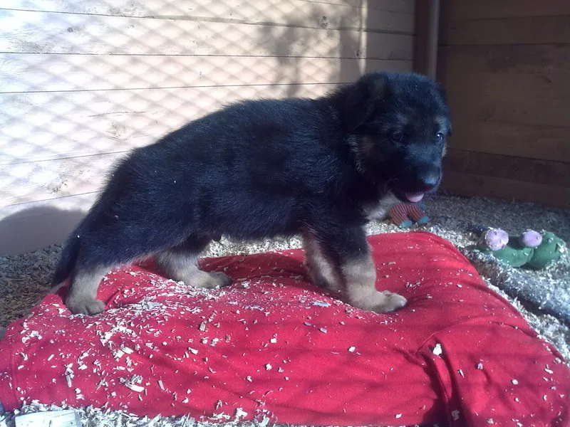 Щенки немецкой овчарки от титулованных родителей, с документами КСУ. 10