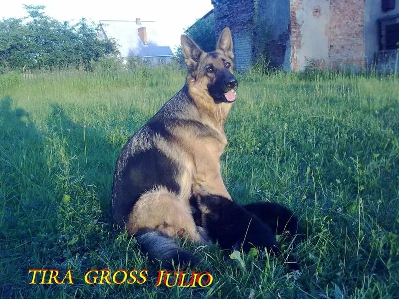 Щенки немецкой овчарки от титулованных родителей, с документами КСУ. 11