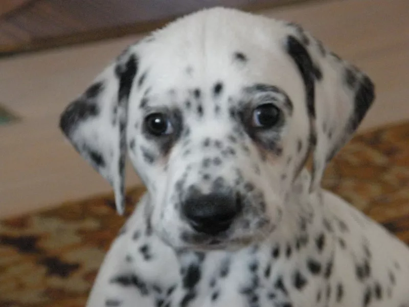 Щенок далматина от родителей Чемпионов.