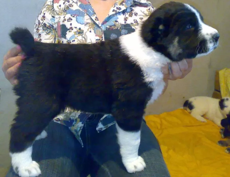 Продаются щенки средне-азиатской овчарки (алабай).