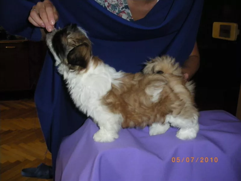 ши-тцу щенок