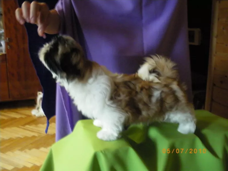 ши-тцу щенок 3