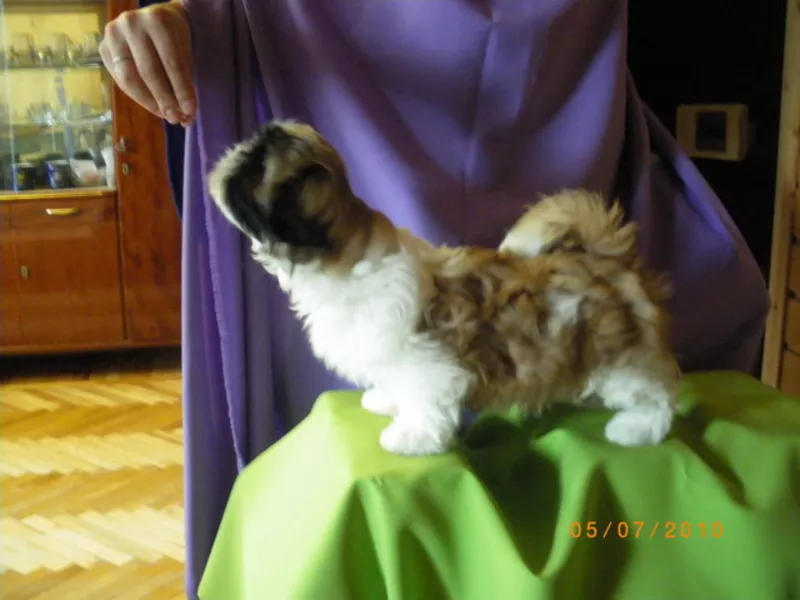 ши-тцу щенок 2