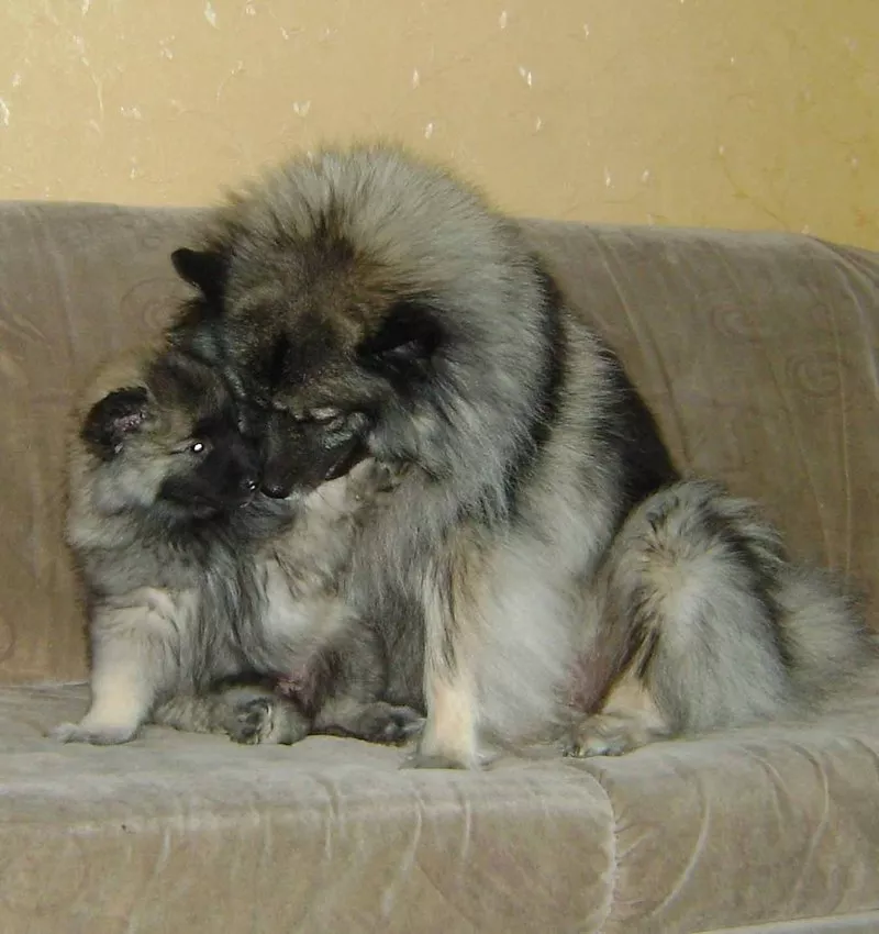 Продаются щенки кеесхонда/вольфшпица