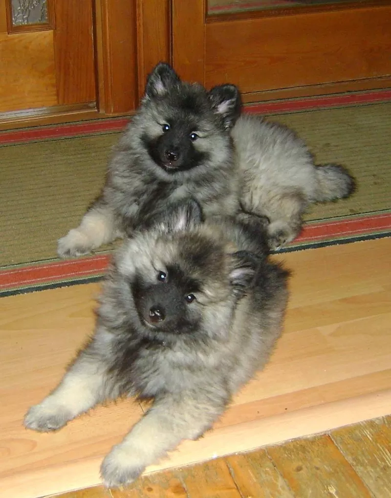 Продаются щенки кеесхонда/вольфшпица 2