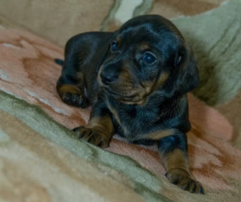 Продам срочно! 3