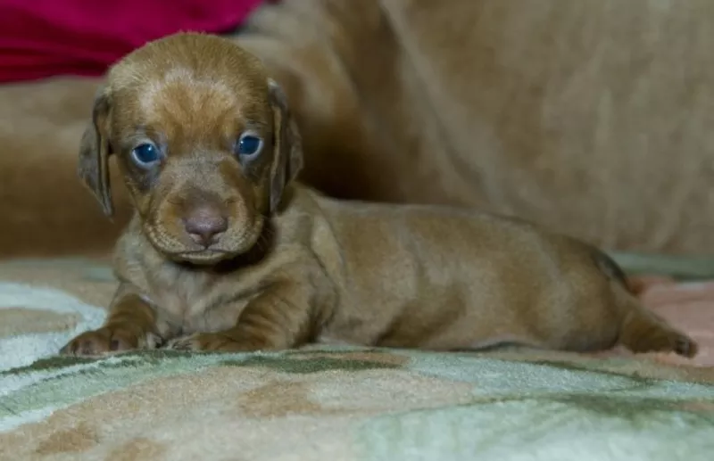 Продам срочно! 4