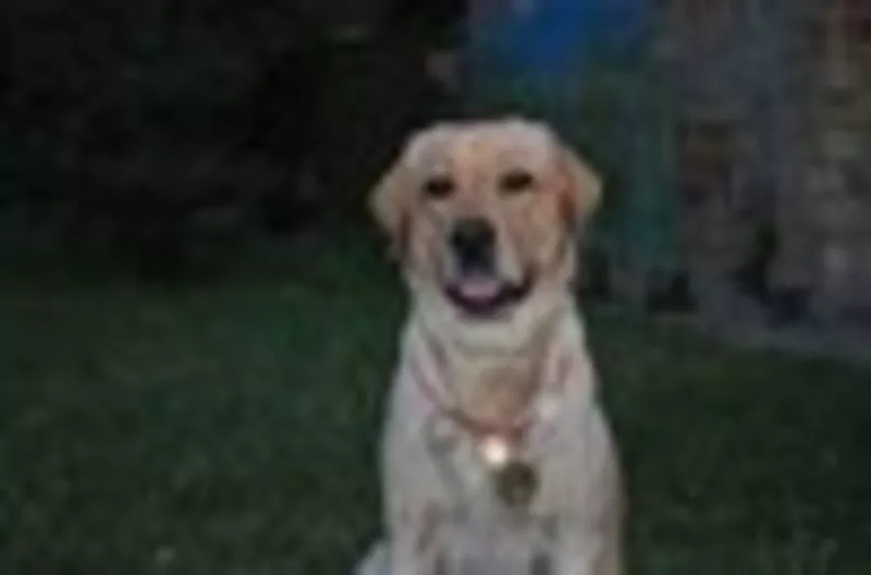 Щенки Лабрадора-Ретривера ! Левый берег 4