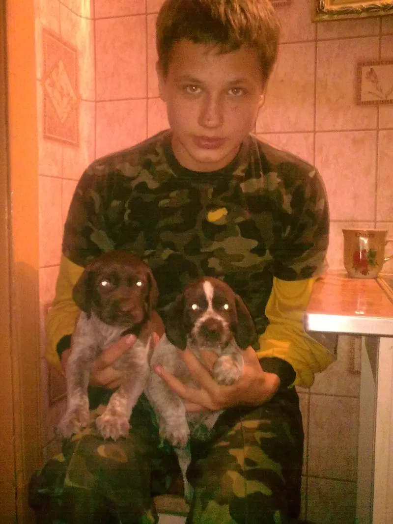 продаются щенки дрратхаара