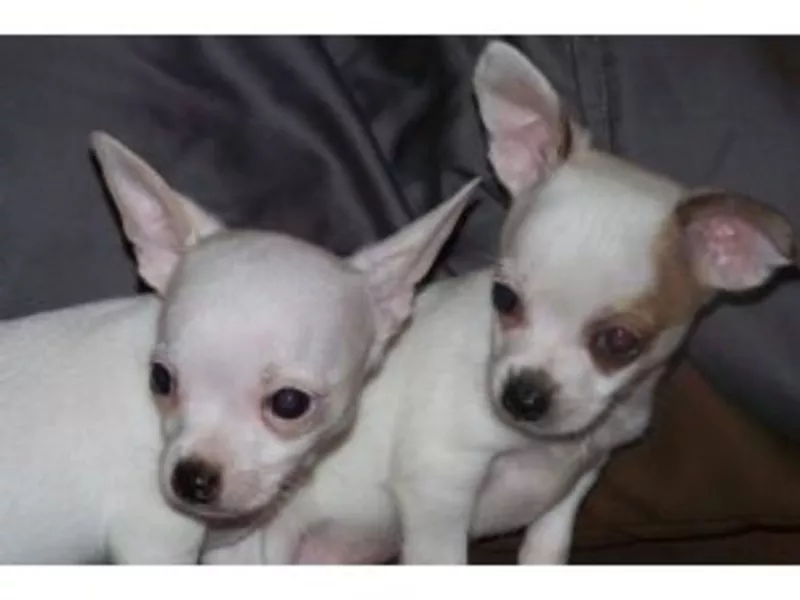 мужчины и женщины чихуахуа на продажу