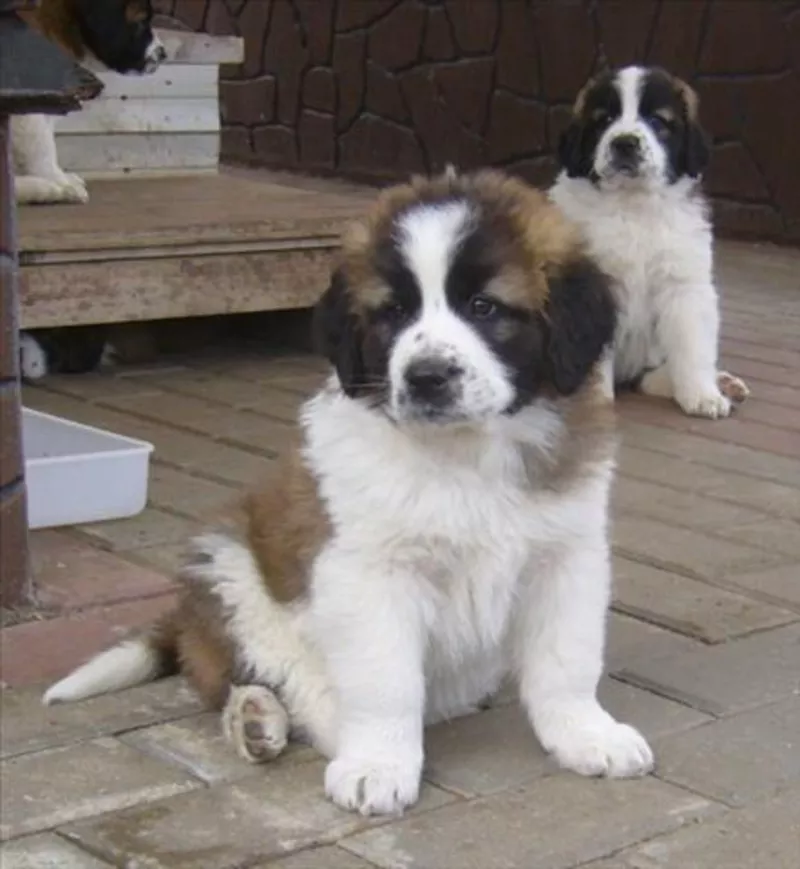 Продаются щенки Московской сторожевой